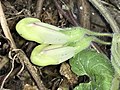 Paired, slipper-shaped flower buds borne at a leaf node