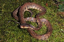 Brown to light brown snake with red eyes, coiled up.