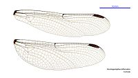 Female wings