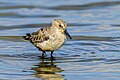 Sandpiper - Tunisia