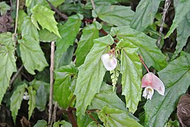 Begonia banaoensis