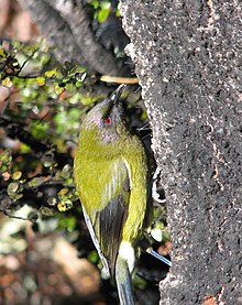 Image of New Zealand Bellbird feeding on honeydew on the trunk of a mountain beech tree. Craigieburn Forest.