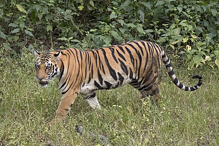 Bengal tiger, by Charlesjsharp (edited by Kaldari)
