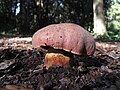 !Rubroboletus lupinus!