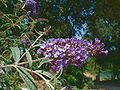 Buddleia de David