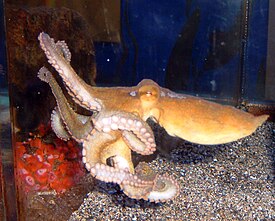 Octopus bimaculoides