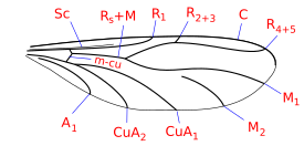 Жилкование крыла Canthyloscelis