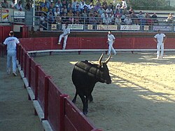 course camarguaise dans les arènes de Castries