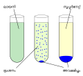 ml (Malayalam)