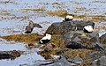 Common eider (Iceland)