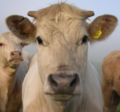A cow's face has thick hair, wide mouth for eating grass, wet nose, big eyes with long lashes, large ears that can turn, and horns.