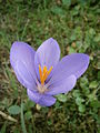 Crocus nudiflorus close-up