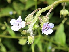 花冠は小さく、淡青紫色で5裂し、裂片は卵円形で、花冠喉部に付属体がある。