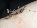 1st instar Deroplatys lobata nymph on a bedbug bitten hand