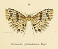 Pterotopteryx spilodesma (Alucitidae)