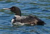 Common loon