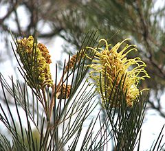 Description de l'image Grevillea whiteana.jpg.