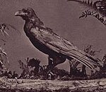 Grip, Dickens's raven