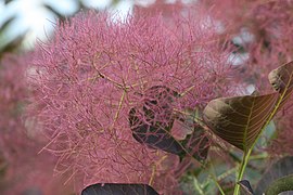 Inflorescence du cotinus.