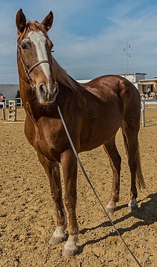 Cheval vu de face, sous le soleil.