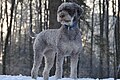 lagotto rouanné gris