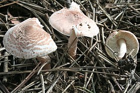 Lepiota brunneoincarnata