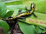 Long-toed salamander