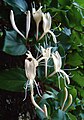 Inflorescencias de 2 flores en la madreselva, Lonicera japonica.