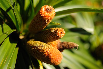 Frecinetia aborea fruit