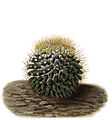 Mammillaria nivosa