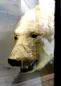 Manchester Polar Bear, in 2023 (Manchester Museum)