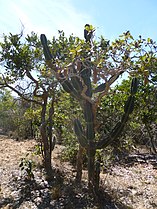 Cereus jamacaru