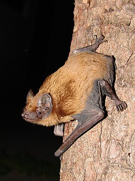 Рыжая вечерница (Nyctalus noctula)