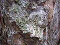 Lichen du genre Ochrolechia sur les monts Zlatibor