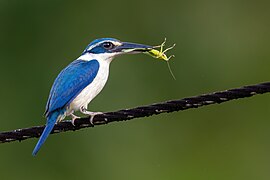 Pacific Kingfisher