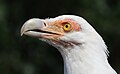 Head of palm-nut vulture