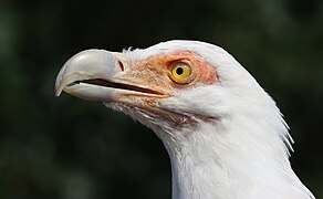 Portrait d'un palmiste africain présent au ZooParc de Beauval. Septembre 2021.