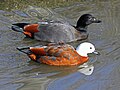 Nadando no Sylvan Heights Waterfowl Park