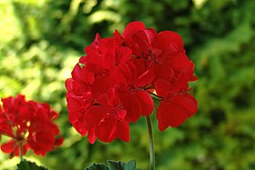 Flor de Pelargonium