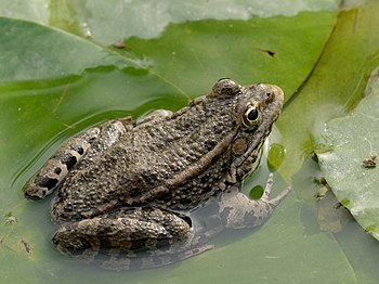 Marsh frog