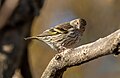 Image 49Pine siskin in Green-Wood Cemetery