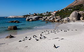 Colonie à Boulders Beach.