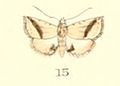 Eublemma pudica