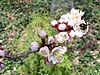 Young Manchurian apricot blossoms with bee