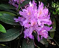 rododendros