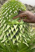 A young inflorescence, its floral bracts still intact.