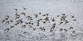 Flock in flight, with ruddy turnstones