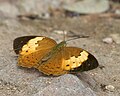 Rustic Butterfly in Talakona forest, in Chittoor District of Andhra Pradesh, India