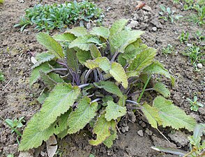 Nicksalvia Salvia nutans