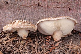 Lentin du chêne ou Shiitake (Lentinula edodes) — Agaricales